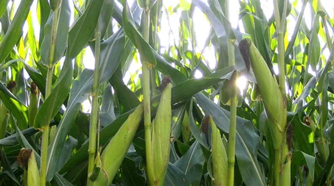Corn field at sunset. Stock Footage 34297758