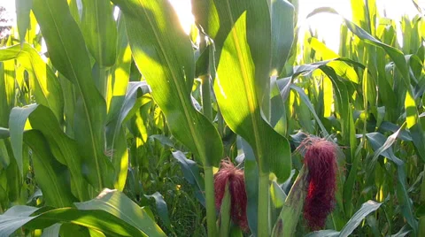 Corn field at sunset. Stock Footage 34646757