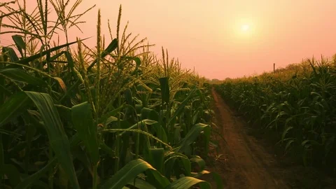 Corn field in sunset Stock Footage 76021223