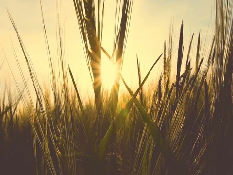 Corn field at sunset Stock Footage 79173864
