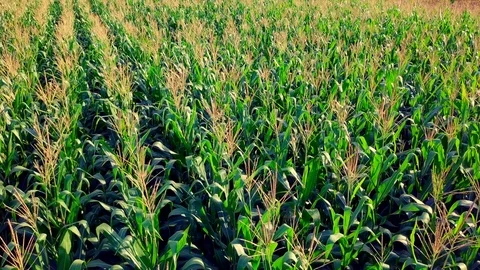Corn field in sunset Stock Footage 79659302