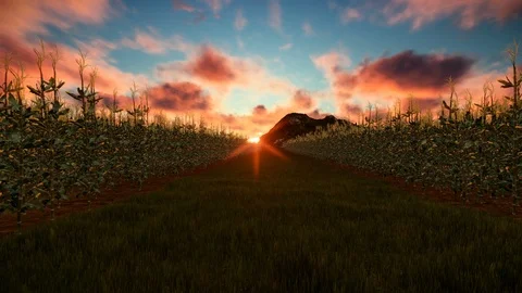 Corn field at sunset Stock Footage 88128753