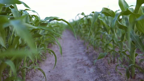 Corn field at sunset Stock Footage 109487169