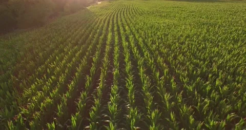 Corn Field Sunset Stock Footage 135829612