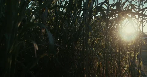 Corn Field at Sunset 動画素材 221580674