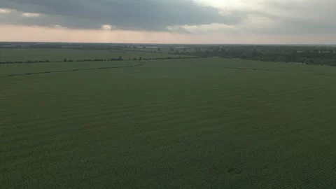 Corn field at sunset Video stock 300270785