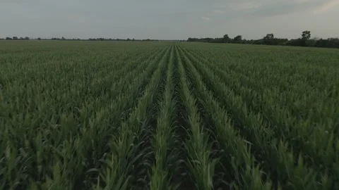 Corn field at sunset Video stock 300270987