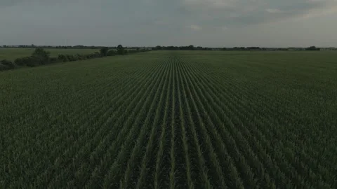 Corn field at sunset Video stock 300271079