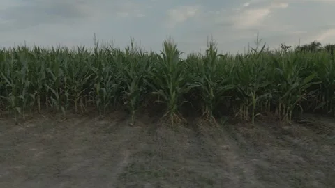 Corn field at sunset Video stock 300271140