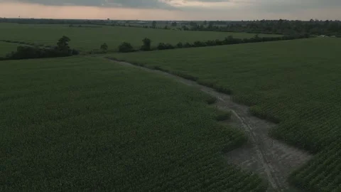 Corn field at sunset Video stock 300271149