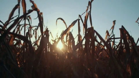 Corn Field at Sunset (Handheld) Stock Footage 81529966