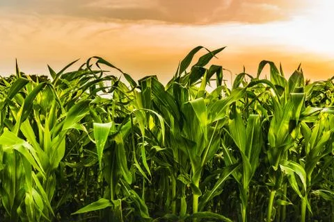 Corn field in sunset - maize Stock Photos