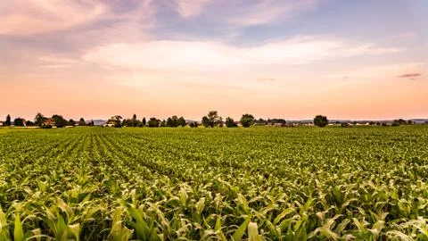 Corn field in sunset - maize Stock-Fotos