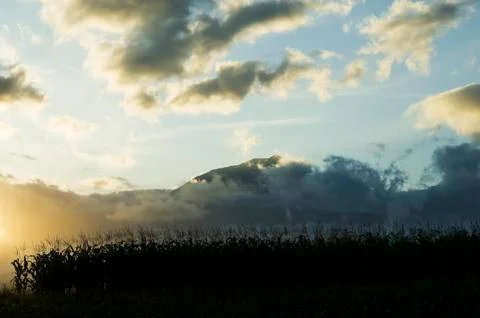 Corn field at sunset Stock Photos