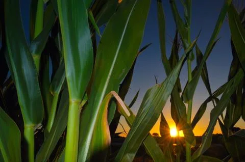 Corn field at sunset Stock Photos