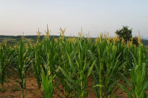 The corn field at sunset Stock Photos