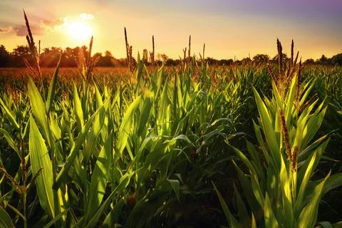 Corn field at sunset Stock Photos