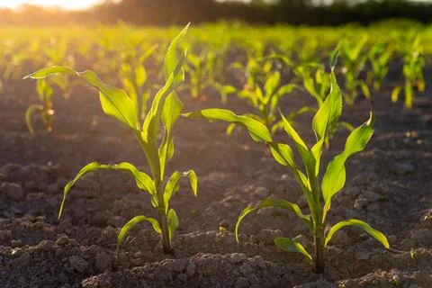 Corn field in sunset Stock Photos