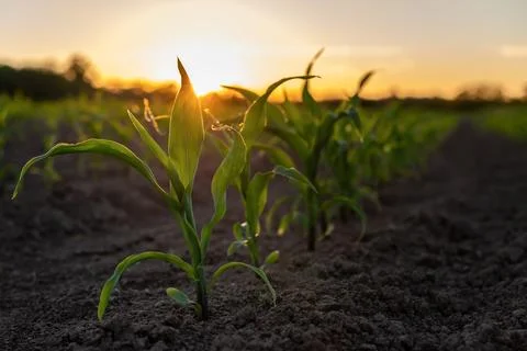 Corn field in sunset Foto stock