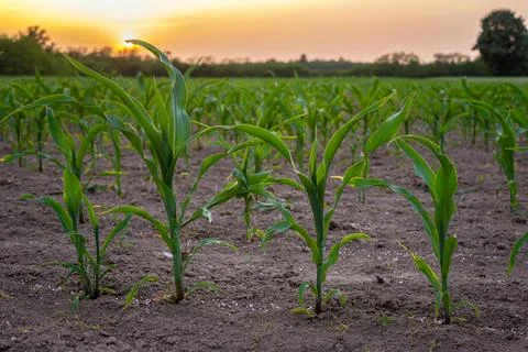 Corn field in sunset Stock Photos