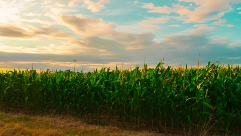 Corn Field Sunset Timelapse. Green maize plantation under dramatic clouds with Stock Footage 341332393