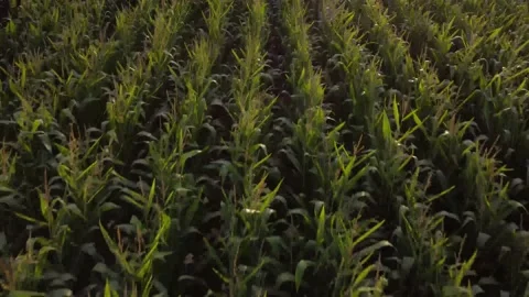 Corn Field At Sunset, Track forward tilt up, Nottinghamshire England Stock Footage 208878173