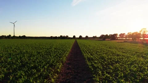 Corn field at sunset with wind turbine Vidéo 342662105