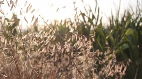 Corn field [surrounding plants and flowers] Stock Footage 27068052