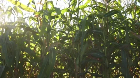 Corn in the field swaying from strong winds, sunny day, autumn Stock Footage 160797018