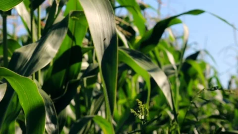 Corn field swaying with the wind. Video stock 88715315