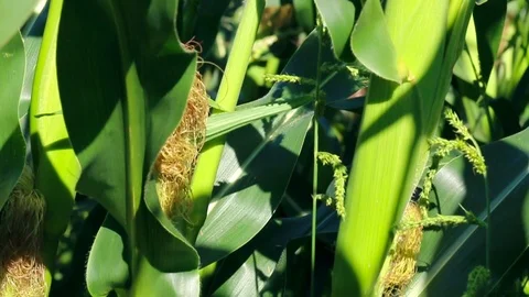 Corn field swaying with the wind Stock Footage 88715333