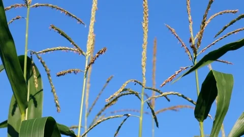Corn field swaying with the wind. Stock Footage 88715338