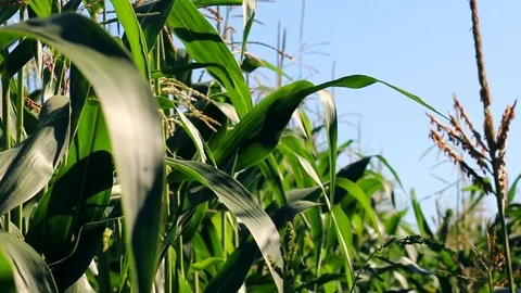 Corn field swaying with the wind. Stock Footage 88715342