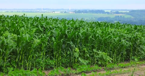 Corn on the field sways in the wind Stock Footage 293309103