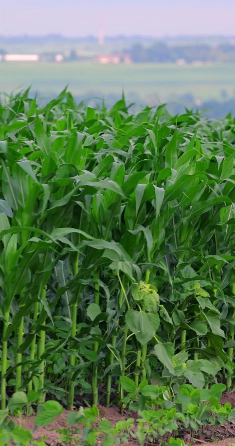 Corn on the field sways in the wind Stock Footage 293309210