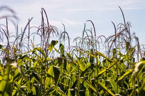 Corn field - tall corn plants with green leaves Stock Photos