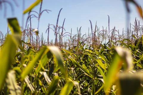 Corn field - tall corn plants with green leaves Stock Photos