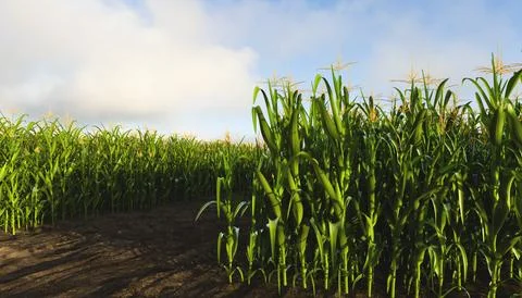 A corn field with tall rows of corn on both sides. Corn plant 3D Stock Illustration