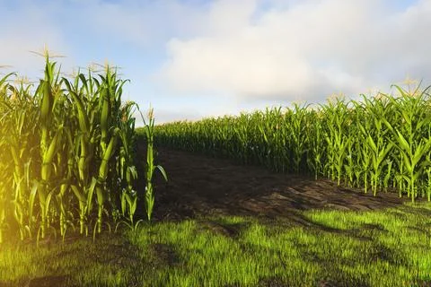 A corn field with tall rows of corn on both sides. Corn plant 3D Stock Illustration