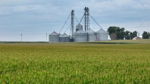 Corn field in tassel during summer with grain elevators in distance. Long Stock Footage 248211289
