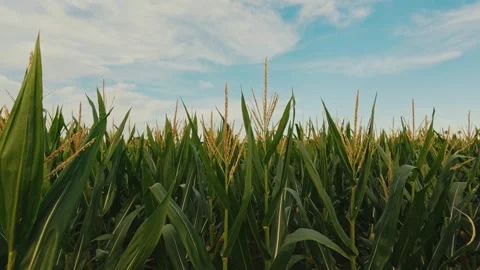 Corn Field Tassels Swaying at Sunset in California Stock Footage 319907923