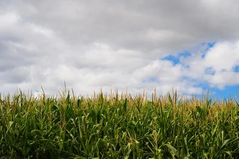 Corn field with tassels under partly cloudy summer sky, agricultural landscap Stock Photos