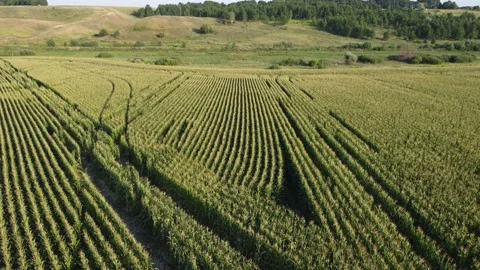 Corn field texture. Plant grows on a farm. Stock Footage 202909191