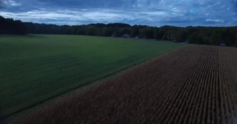 Corn Field Tilt up Aerial Stock Footage 56246517