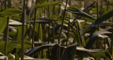 Corn Field Tilt Up Close Up Stock Footage 249759602