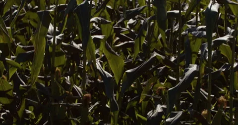 Corn Field Tilt Up Stock Footage 249759257