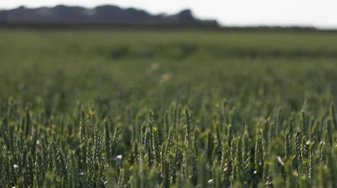 Corn Field - Tilt to Horizon 库存影片 37909577