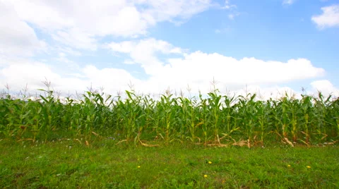 Corn field time lapse Stock Footage 40905583