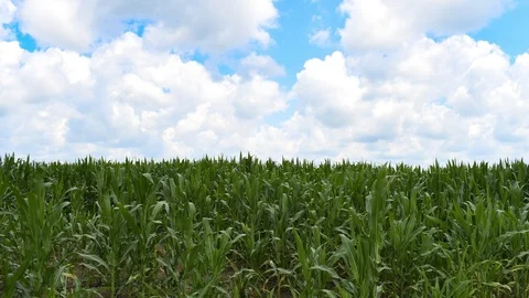 Corn field Time Lapse Video stock 113344276