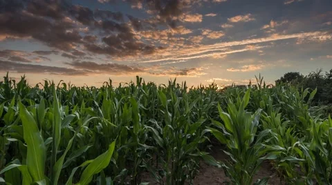 Corn Field Time-lapse at Sunset Dolly shot Stock-Footage 65411065
